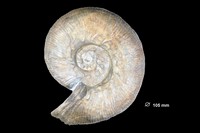 Olcostephanus scissus